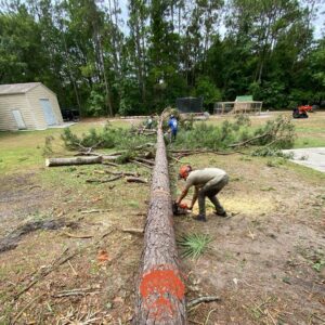 A tree service worker using a chainsaw to cut a large fallen tree trunk into sections for Royal Oak Tree Services in Jacksonville, FL.