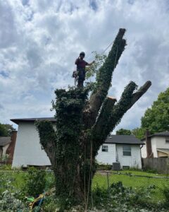 A tree service worker standing on an ivy-covered tree trunk with a chainsaw for El tree service in Columbus, OH.