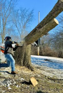 A worker using a chainsaw to cut a large leaning tree trunk during winter for Snyder's Tree Service LLC in Fort Wayne, IN.