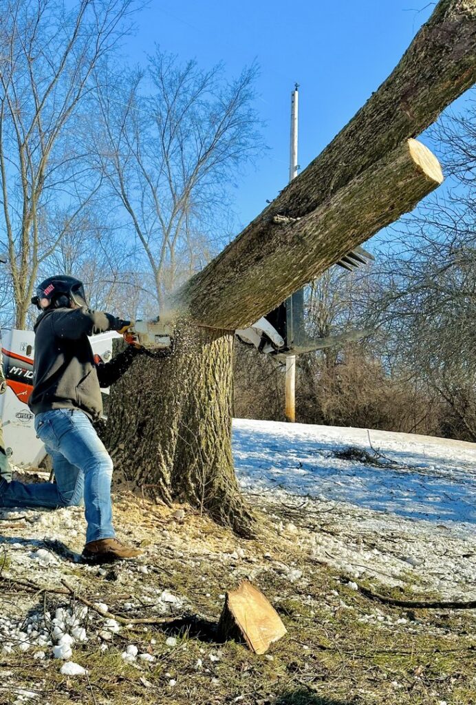 A worker using a chainsaw to cut a large leaning tree trunk during winter for Snyder's Tree Service LLC in Fort Wayne, IN.