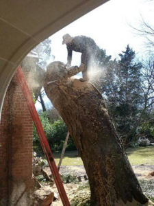 A Stoker Tree Service worker in Dallas, TX, using a chainsaw to cut a large tree trunk, with sawdust flying.