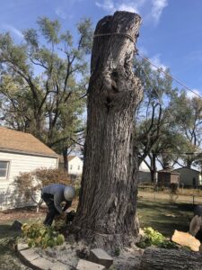 A tree service worker using a chainsaw to cut the base of a large tree trunk, secured with ropes, for Superior Tree and Stump LLC in Topeka, KS.