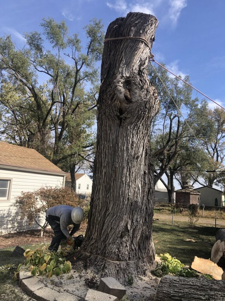 A tree service worker using a chainsaw to cut the base of a large tree trunk, secured with ropes, for Superior Tree and Stump LLC in Topeka, KS.