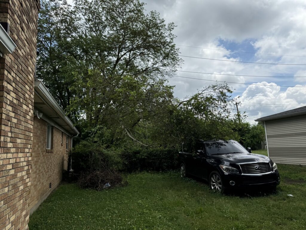 A tree service worker using a chainsaw to cut large tree logs on the ground, with a crew and equipment nearby, by Condados Tree Service LLC in Indianapolis, IN.