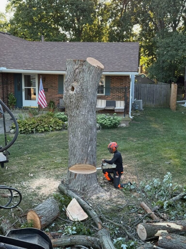 A tree service worker using a chainsaw to cut a tree stump in a residential yard for El tree service in Columbus, OH.