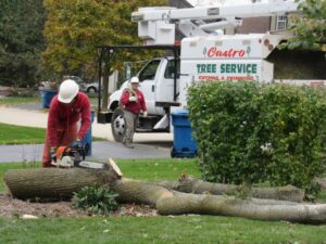 A worker from Castros Tree Service using a chainsaw to cut a large tree trunk in Spring, TX.