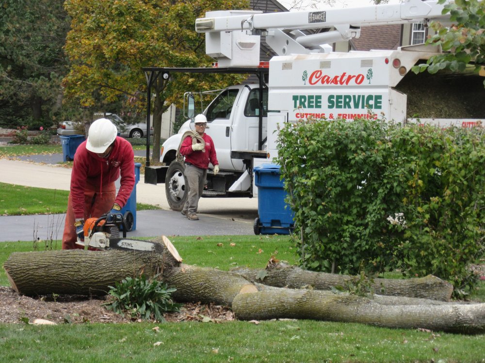 A worker from Castros Tree Service using a chainsaw to cut a large tree trunk in Spring, TX.