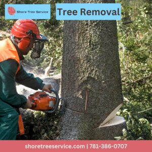 A tree service worker using a chainsaw to cut a tree trunk during a tree removal job by Shore Tree Service in Quincy, MA.