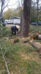 A worker using a chainsaw to cut a large tree trunk into sections, performing tree removal for Zepeda,LLC tree and bush removal in Rockford, IL.