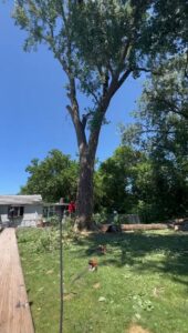 A worker standing near the base of a large tree with chainsaws on the ground, ready for tree service by Raptors Tree Service LLC in Hammond, IN.