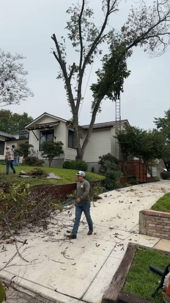 A worker cleaning up branches on a driveway after tree trimming by Luna's Tree Service in San Antonio, TX.