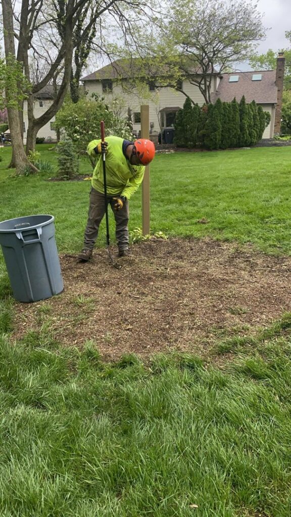 A tree service worker raking and cleaning up wood chips after a stump grinding service by ES Tree Services Llc in Columbus, OH