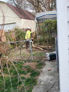 A worker clearing cut tree branches and logs from a residential yard for JT Tree Service & Removal in Toledo, OH.