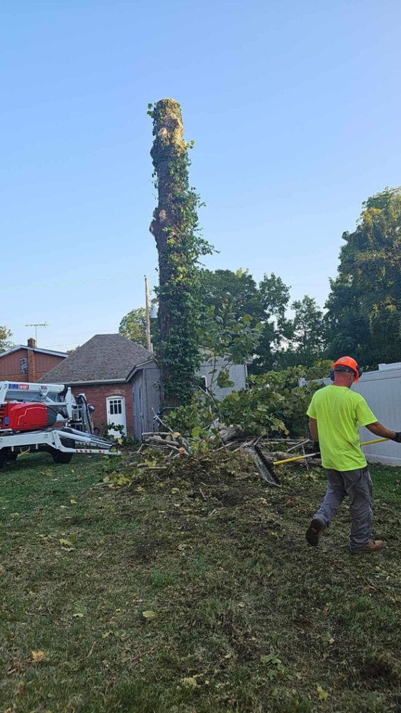 A worker in safety gear clearing tree debris after a tree removal service by Mike's tree service in St. Louis, MO.
