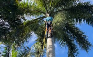 A skilled worker climbing a tall palm tree with ropes and equipment for trimming services by OnTop Tree Service in Miami, FL