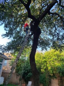 A worker on a ladder, high in a large tree with ropes, performing tree trimming or removal for Lone Star Tree Service & Landscaping in Fort Worth, TX.