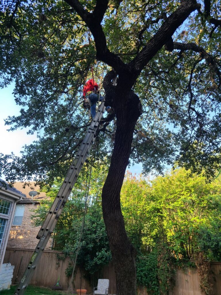 A worker on a ladder, high in a large tree with ropes, performing tree trimming or removal for Lone Star Tree Service & Landscaping in Fort Worth, TX.