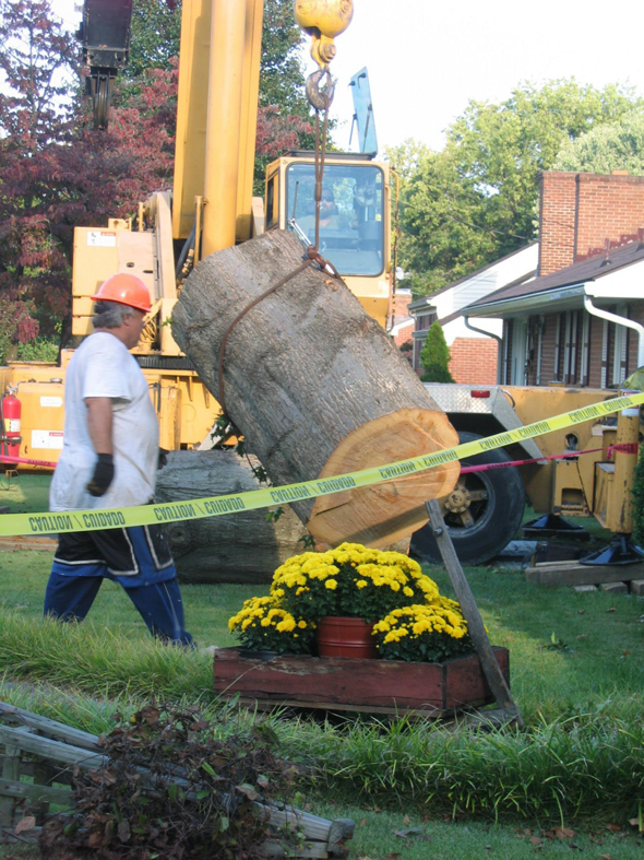 A tree service worker oversees a crane lifting a large tree log section during removal by Mark's Tree & Stump Removal in Roanoke, VA.