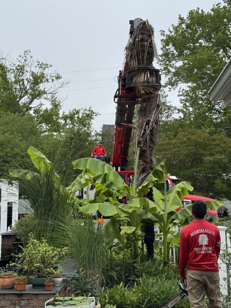 A tree service worker with a chainsaw observing a crane truck removing a palm-like tree for Marshall's Tree Service in Virginia Beach, VA