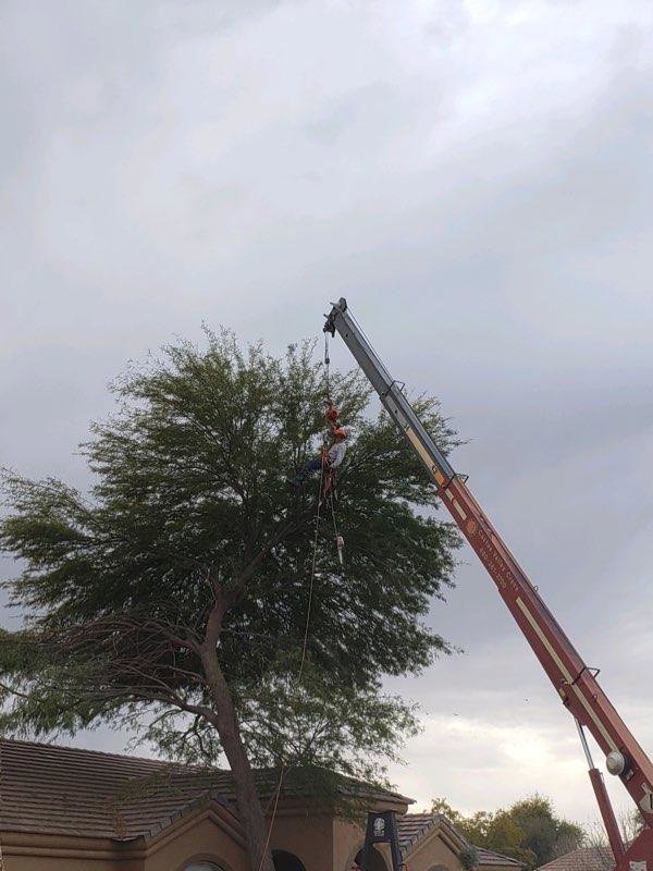 A worker in a crane basket performing tree trimming services for Arizona Yard Maintenance in Apache Junction, AZ.