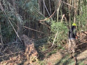 A worker cutting bamboo with a chainsaw for Green Woods Sawmill & Tree service in Bowie, MD.
