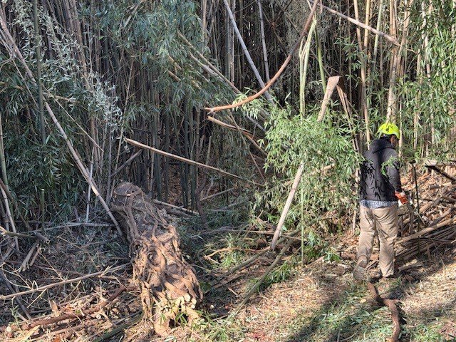 A worker cutting bamboo with a chainsaw for Green Woods Sawmill & Tree service in Bowie, MD.