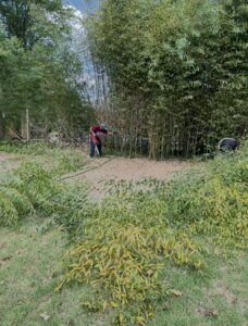 A tree service worker cutting bamboo with a saw, performing bamboo removal for Bayview Tree Service in Poquoson, VA.
