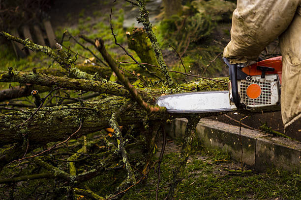 A worker cutting fallen tree branches with a chainsaw as part of tree service cleanup by West Coast Tree Care in San Jose, CA