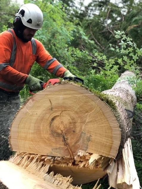 A tree service worker using a chainsaw to cut a large fallen log, part of the services by Carlos Tree Service in Juneau, AK.