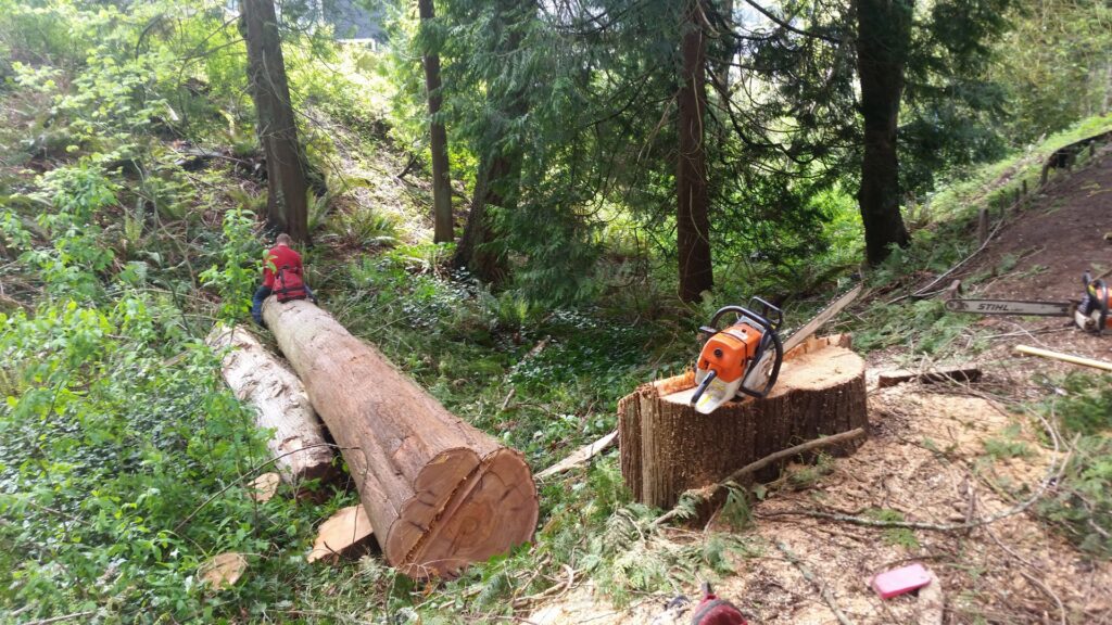 A worker from Haskins Tree Care in Bellevue, WA, cutting a large fallen log with a chainsaw in a wooded area.