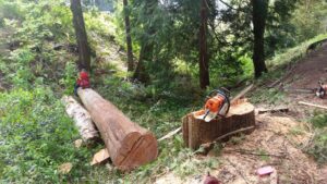 A worker from Haskins Tree Care in Bellevue, WA, cutting a large fallen log with a chainsaw in a wooded area.