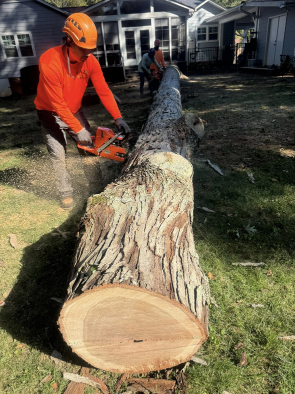 A worker in safety gear cutting a large fallen tree trunk with a chainsaw for Diaz Tree Service in Charlotte, NC.