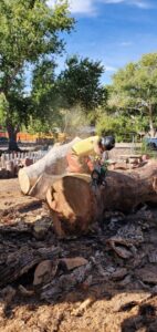 A tree service worker cutting a large fallen tree trunk with a chainsaw for All Around Forestry LLC in Albuquerque, NM