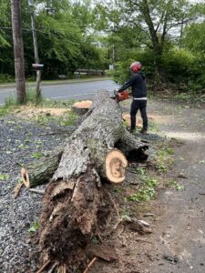 A worker in safety gear cutting a large fallen tree trunk with a chainsaw for NN Landscaping, Construction & Tree Service in Lynn, MA