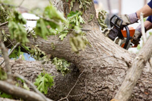 A worker cutting a large fallen tree trunk with a chainsaw as part of tree removal by West Coast Tree Care in San Jose, CA