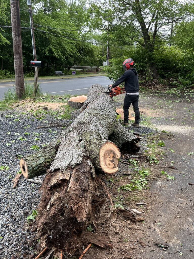 A worker cutting a large fallen tree trunk with a chainsaw for NN Landscaping, Construction & Tree Service in Lynn, MA.