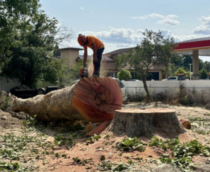 A worker in safety gear cutting a large fallen tree trunk with a chainsaw for TW Tree Service in Lewiston, ID.