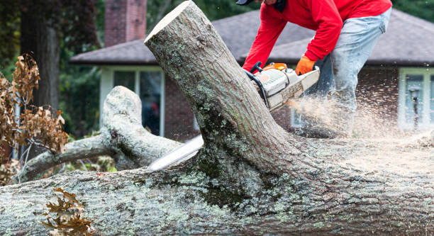 A worker cutting a large tree trunk with a chainsaw, performing tree removal near a residential property for West Coast Tree Care in San Jose, CA