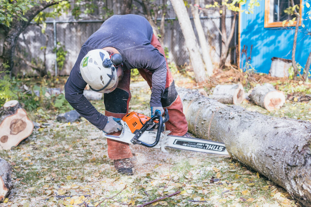 A tree service worker using a chainsaw to cut a large log on the ground for Boreal Tree Care in Anchorage, AK.