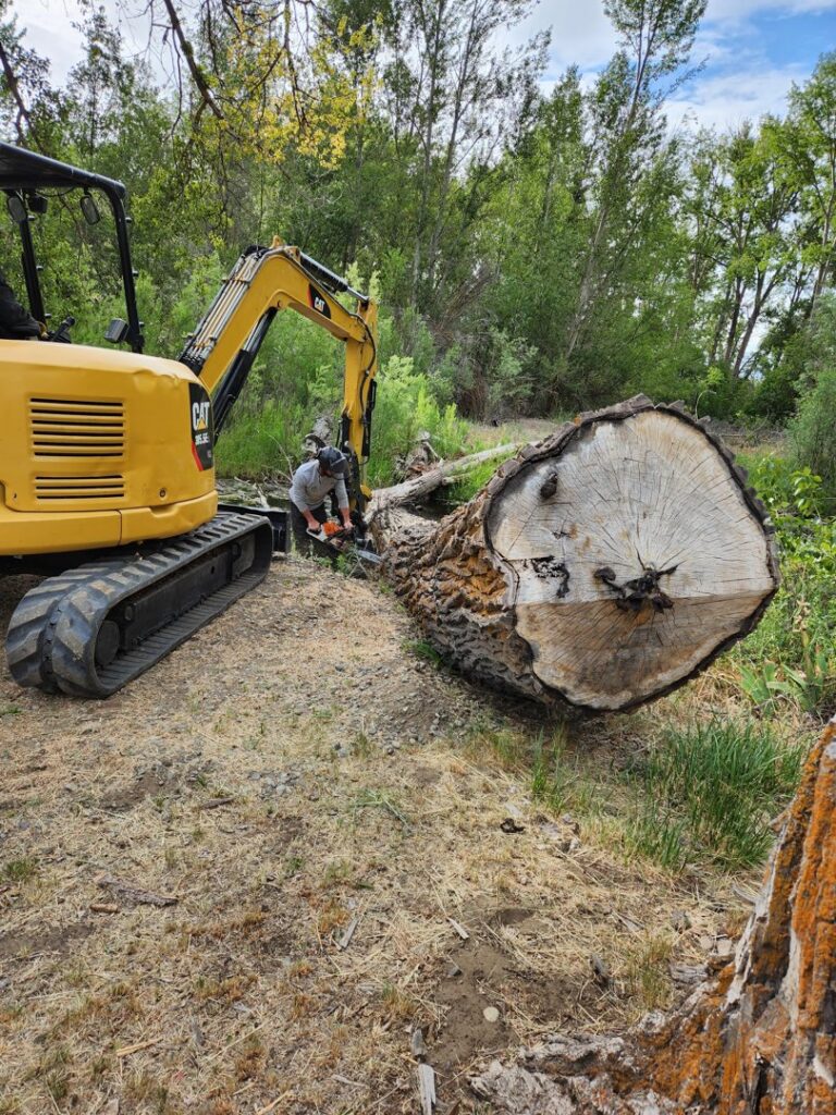 A worker cutting a large log with a chainsaw next to an excavator at David Marrs Trees in Ellensburg, WA.
