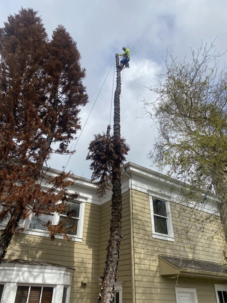 A worker high up on a tall tree trunk, actively cutting it down in sections for JRs PALM TREE SERV. in Corpus Christi, TX.