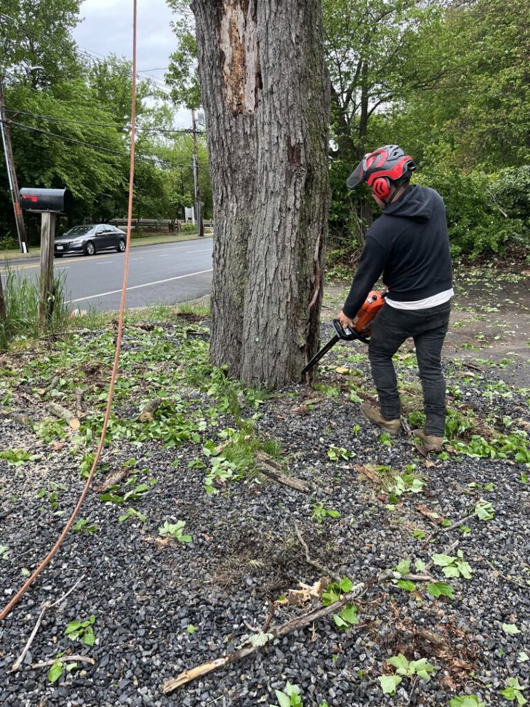 A worker in safety gear using a chainsaw to cut the base of a tree for removal by NN Landscaping, Construction & Tree Service in Lynn, MA.