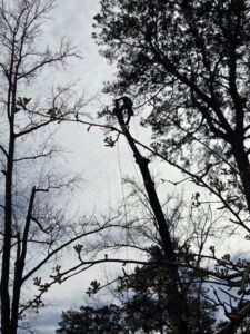 A De Paz Tree Service worker cutting tree branches while secured high in a tree in Katy, TX