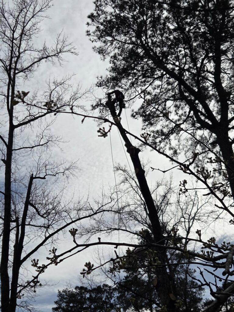 A De Paz Tree Service worker cutting tree branches while secured high in a tree in Katy, TX
