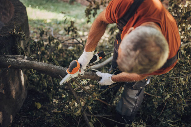 A worker using a small electric saw to cut tree branches as part of tree maintenance by West Coast Tree Care in San Jose, CA