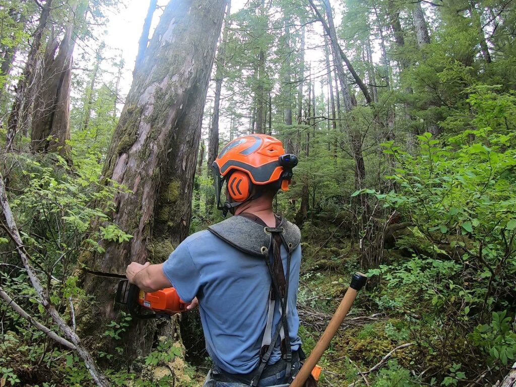 A worker cutting a tree with a chainsaw in a dense forest for Timberscape Industries LLC in Ketchikan, AK.