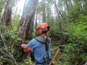 A worker cutting a tree with a chainsaw in a dense forest for Timberscape Industries LLC in Ketchikan, AK.