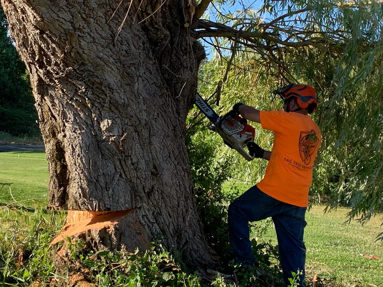 A TRG Tree Service worker using a chainsaw to cut a large tree trunk during a tree removal in Beaverton, OR.