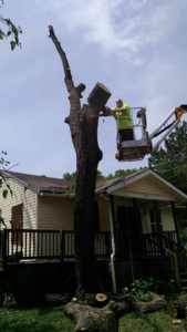A worker cutting a large tree section from a bucket lift for Ike's Lawn & Tree Service in Zephyrhills, FL.