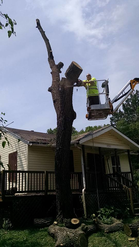 A worker cutting a large tree section from a bucket lift for Ike's Lawn & Tree Service in Zephyrhills, FL.
